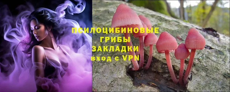 Галлюциногенные грибы Psilocybe  Хотьково 